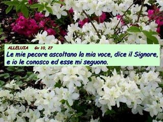 ALLELUIAALLELUIA Gv 10, 27Gv 10, 27
Le mie pecore ascoltano la mia voce, dice il Signore,Le mie pecore ascoltano la mia voce, dice il Signore,
e io le conosco ed esse mi seguono.e io le conosco ed esse mi seguono.
 