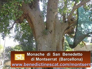 Monache di San Benedetto
di Montserrat (Barcellona)

www.benedictinescat.com/montserra

 