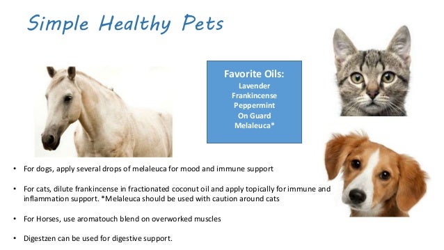Can You Use Melaleuca On Dogs Can You Use Melaleuca On Dogs