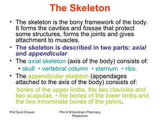 Prof.Sunil Chavan Prin.K.M.Kundnani Pharmacy
Polytechnic
The Skeleton
• The skeleton is the bony framework of the body.
It forms the cavities and fossae that protect
some structures, forms the joints and gives
attachment to muscles.
• The skeleton is described in two parts: axial
and appendicular
• The axial skeleton (axis of the body) consists of:
• skull • vertebral column • sternum • ribs.
• The appendicular skeleton (appendages
attached to the axis of the body) consists of:
bones of the upper limbs, the two clavicles and
two scapulae, • the bones of the lower limbs and
the two innominate bones of the pelvis.
 