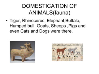 DOMESTICATION OF
ANIMALS(fauna)
• Tiger, Rhinoceros, Elephant,Buffalo,
Humped bull, Goats, Sheeps ,Pigs and
even Cats and Dogs were there.
 