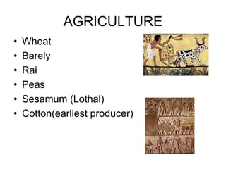AGRICULTURE
• Wheat
• Barely
• Rai
• Peas
• Sesamum (Lothal)
• Cotton(earliest producer)
 