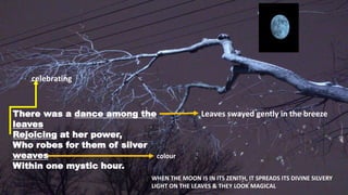 There was a dance among the
leaves
Rejoicing at her power,
Who robes for them of silver
weaves
Within one mystic hour.
Leaves swayed gently in the breeze
celebrating
colour
WHEN THE MOON IS IN ITS ZENITH, IT SPREADS ITS DIVINE SILVERY
LIGHT ON THE LEAVES & THEY LOOK MAGICAL
 