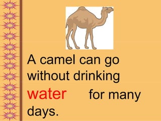 A camel can go
without drinking
water for many
days.
 