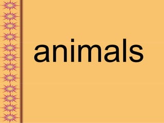 animals
 