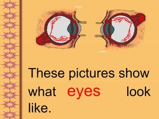 These pictures show
what eyes       look
like.
 
