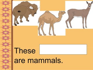 These animals
are mammals.
 