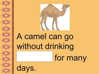 A camel can go
without drinking
water for many
days.
 