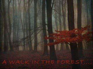 A WALK IN THE FOREST....
 