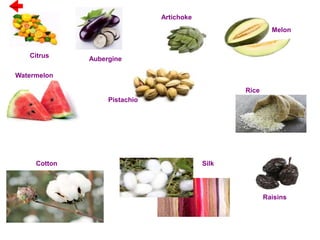 Citrus Aubergine
Artichoke
Melon
Watermelon
Pistachio
Rice
Cotton Silk
Raisins
Previous
 