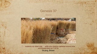Genesis 37
“. . . suddenly my sheaf rose. . . while your sheaves gathered around mine
and bowed down to it” (37:5)
Gi-jang, Busan
 