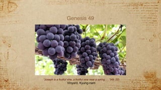 Genesis 49
“Joseph is a fruitful vine, a fruitful vine near a spring. . . ”(49: 22)
Vinyard, Kyung-nam
 