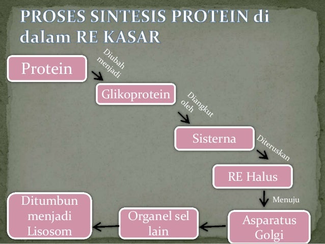 Biologi Organel Sel Retikulum Endoplasma