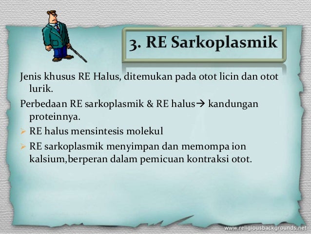 Biologi Organel Sel Retikulum Endoplasma