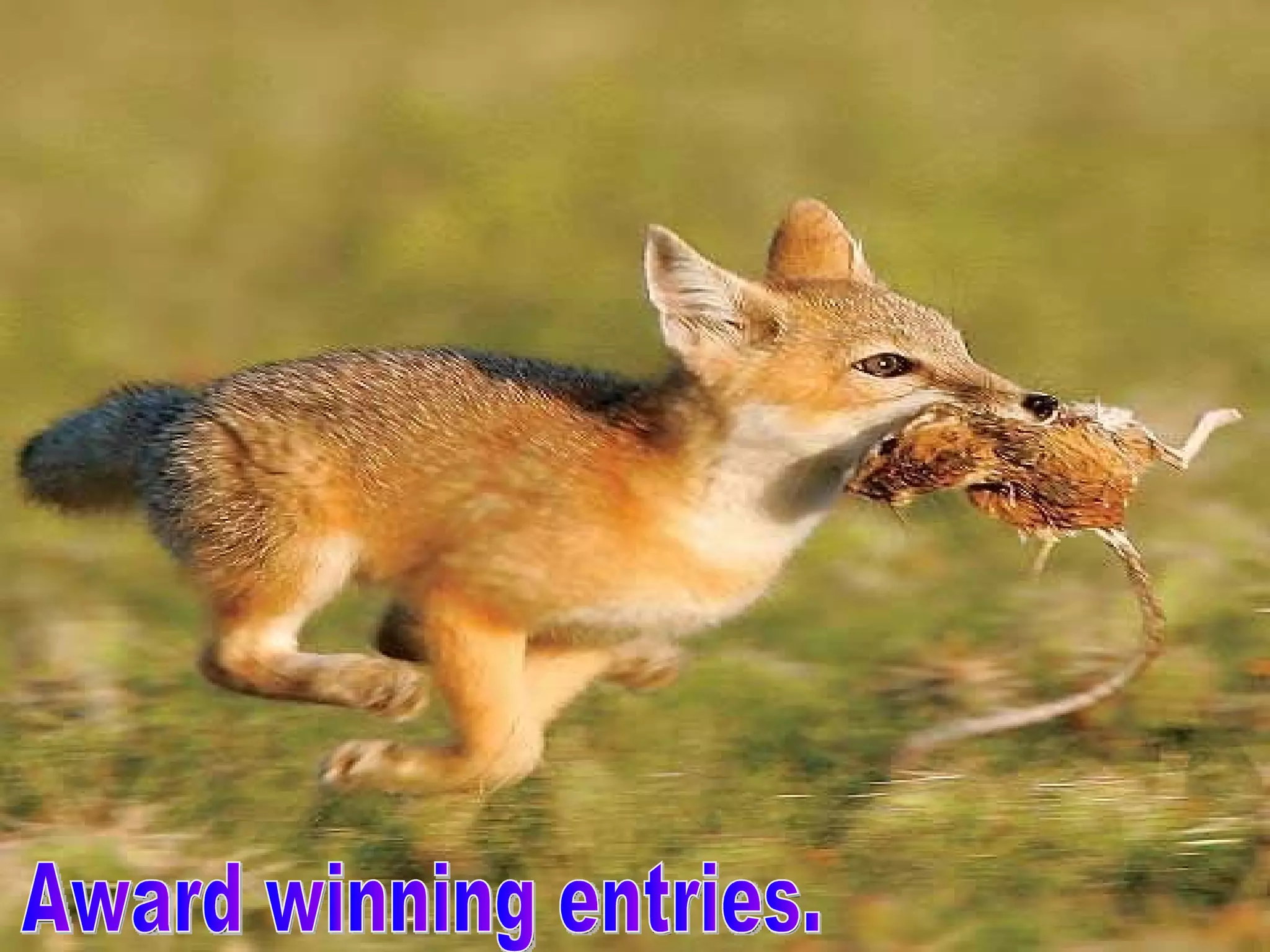 Award winning entries.