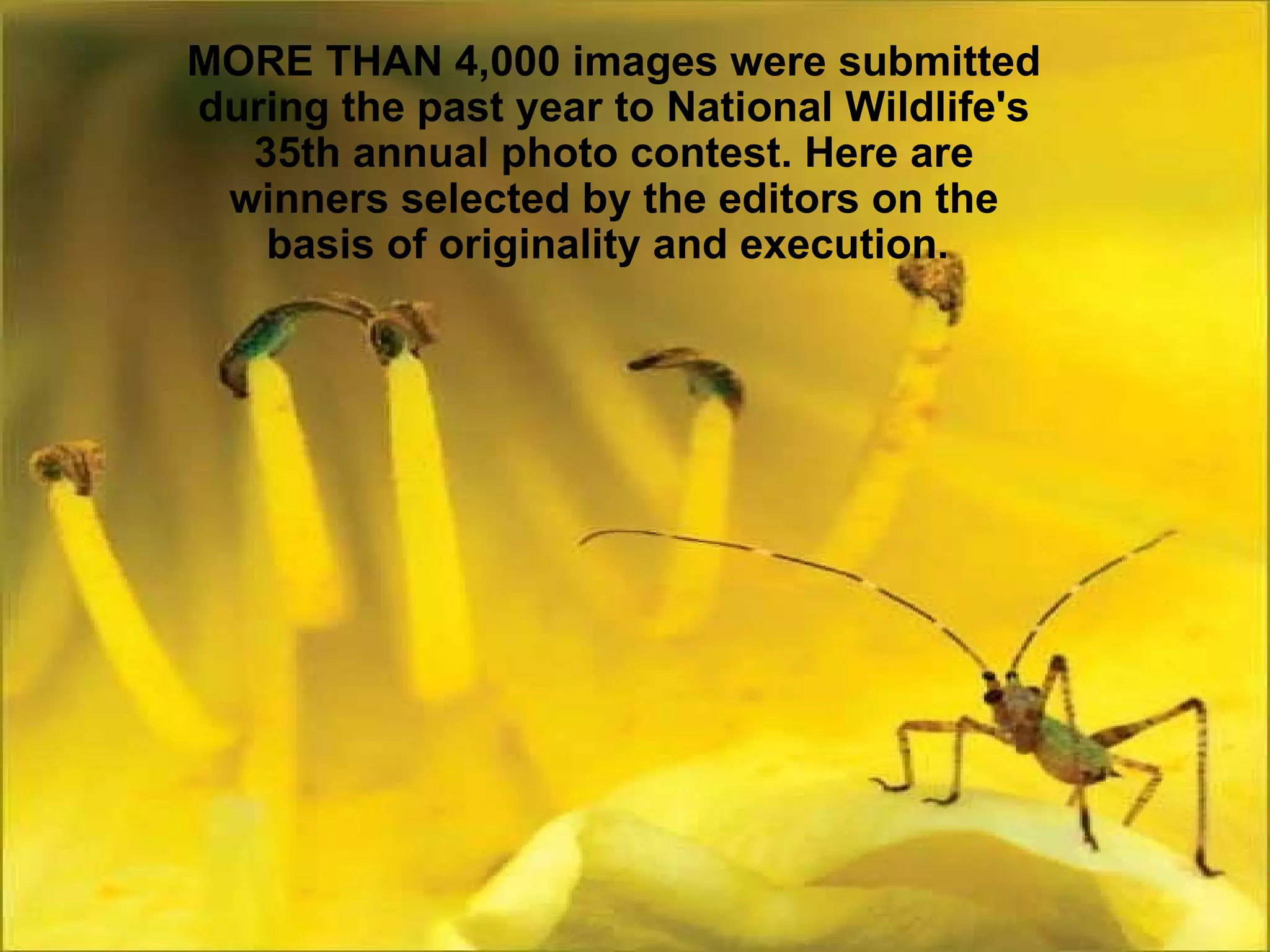 MORE THAN 4,000 images were submitted during the past year to National Wildlife's 35th annual photo contest. Here are winners selected by the editors on the basis of originality and execution.