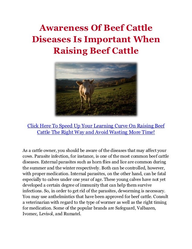 Awareness Of Beef Cattle Diseases Is Important When Raising Beef Cattle