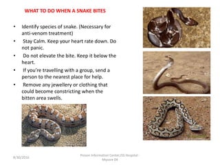 WHAT TO DO WHEN A SNAKE BITES
• Identify species of snake. (Necessary for
anti-venom treatment)
• Stay Calm. Keep your heart rate down. Do
not panic.
• Do not elevate the bite. Keep it below the
heart.
• If you’re travelling with a group, send a
person to the nearest place for help.
• Remove any jewellery or clothing that
could become constricting when the
bitten area swells.
8/30/2016
Poison Information Center,JSS Hospital -
Mysore 04
 