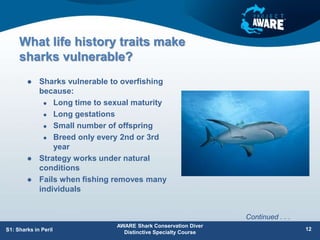 What life history traits make
sharks vulnerable?
 Sharks vulnerable to overfishing
because:
 Long time to sexual maturity
 Long gestations
 Small number of offspring
 Breed only every 2nd or 3rd
year
 Strategy works under natural
conditions
 Fails when fishing removes many
individuals
AWARE Shark Conservation Diver
Distinctive Specialty Course
S1: Sharks in Peril 12
Continued . . .
 