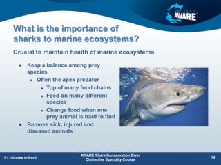 What is the importance of
sharks to marine ecosystems?
 Keep a balance among prey
species
 Often the apex predator
 Top of many food chains
 Feed on many different
species
 Change food when one
prey animal is hard to find
 Remove sick, injured and
diseased animals
Crucial to maintain health of marine ecosystems
AWARE Shark Conservation Diver
Distinctive Specialty Course
14
S1: Sharks in Peril
 