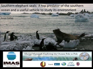 Southern elephant seals: A top predator of the southern
ocean and a useful vehicle to study its environment

Susan Gallon
 