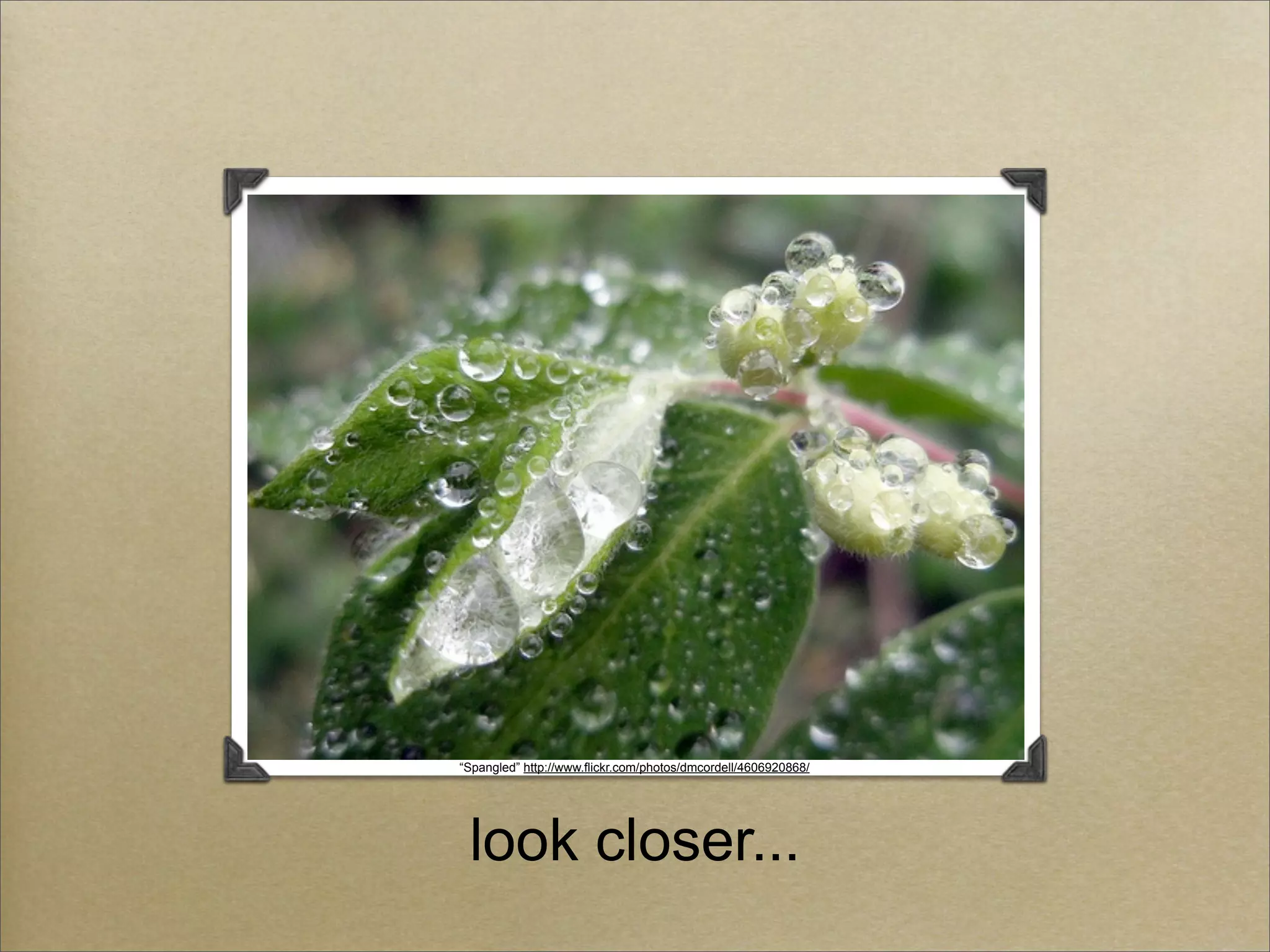 “Spangled” http://www.flickr.com/photos/dmcordell/4606920868/




 look closer...
 