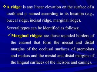 Marginal Ridges Examples تشريح أسنان محاضرة 4 | PPT