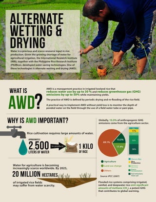 Infographic: Alternate wetting and drying in irrigated rice