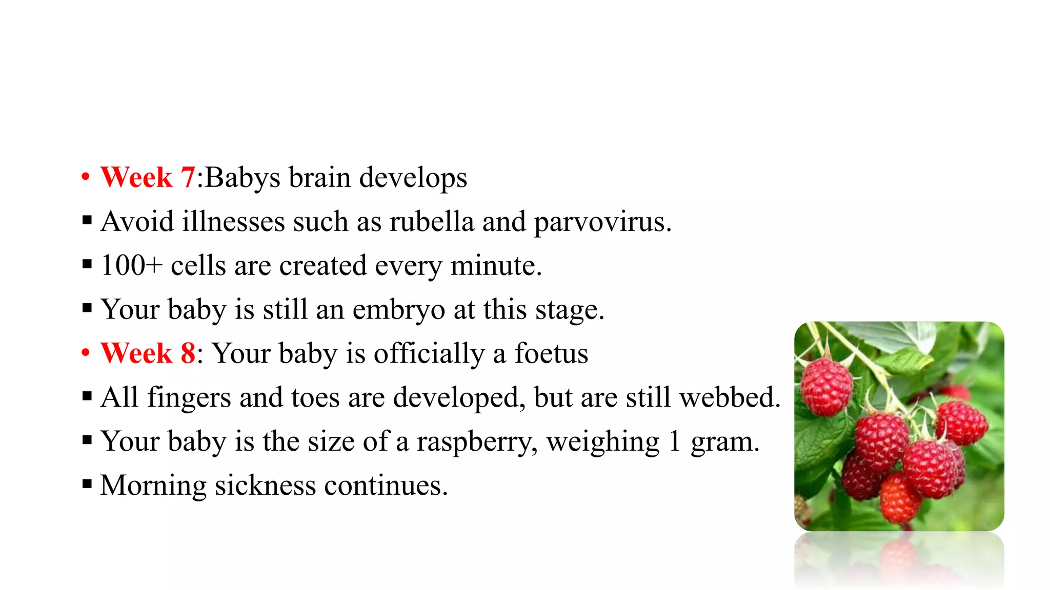 • Week 7:Babys brain develops
 Avoid illnesses such as rubella and parvovirus.
 100+ cells are created every minute.
 Your baby is still an embryo at this stage.
• Week 8: Your baby is officially a foetus
 All fingers and toes are developed, but are still webbed.
 Your baby is the size of a raspberry, weighing 1 gram.
 Morning sickness continues.
 