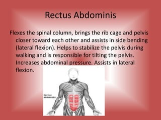 Rectus AbdominisFlexes the spinal column, brings the rib cage and pelvis closer toward each other and assists in side bending (lateral flexion). Helps to stabilize the pelvis during walking and is responsible for tilting the pelvis.  Increases abdominal pressure. Assists in lateral flexion.