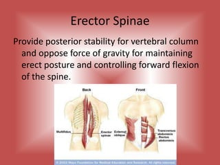 Erector SpinaeProvide posterior stability for vertebral column and oppose force of gravity for maintaining erect posture and controlling forward flexion of the spine.