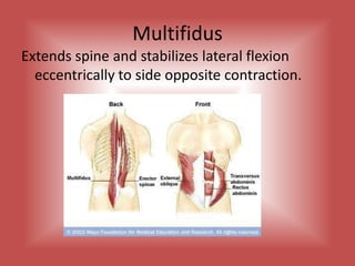 MultifidusExtends spine and stabilizes lateral flexion eccentrically to side opposite contraction.