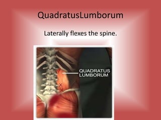 QuadratusLumborumLaterally flexes the spine.