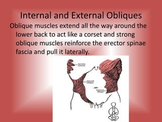 Internal and External ObliquesOblique muscles extend all the way around the lower back to act like a corset and strong oblique muscles reinforce the erector spinae fascia and pull it laterally.