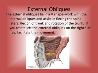 External ObliquesThe external obliques lie in a V shape=work with the internal obliques and assist in flexing the spine-lateral flexion of trunk and rotation of the trunk.  If you rotate left the external obliques on the right side help facilitate the movement.