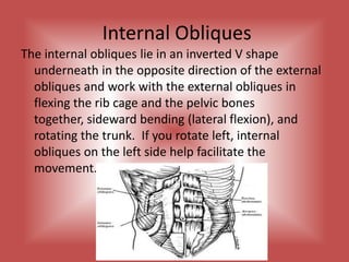  Internal ObliquesThe internal obliques lie in an inverted V shape underneath in the opposite direction of the external obliques and work with the external obliques in flexing the rib cage and the pelvic bones together, sideward bending (lateral flexion), and rotating the trunk.  If you rotate left, internal obliques on the left side help facilitate the movement.