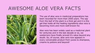 AWESOME ALOE VERA FACTS
The use of aloe vera in medicinal preparations has
been recorded for more than 2000 years. The sap
from the leaf of the plant is a thick gel and it is this
gel that holds all the healing ingredients aloe vera is
becoming more and more well-known for.
Aloe vera has been widely used as a medicinal plant
for centuries and in the last decade or so, we
westerners have finally proved it’s value beyond any
doubt. So, of course, aloe vera now appears in
every conceivable product from juices to shampoos,
creams to potions and beyond!
 