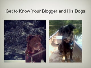 Get to Know Your Blogger and His Dogs
 