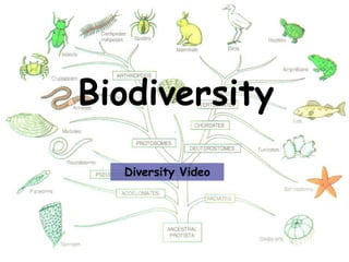 Biodiversity
Diversity Video

 