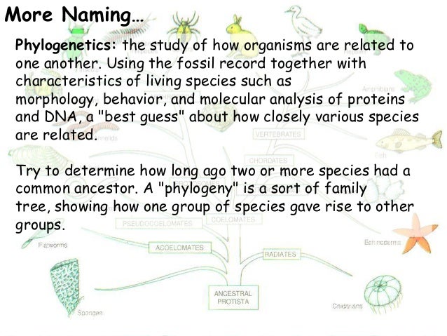 The Study Of The Behavior Of Organisms Under Natural Conditions The Study Of The Behavior Of Organisms Under Natural Conditions