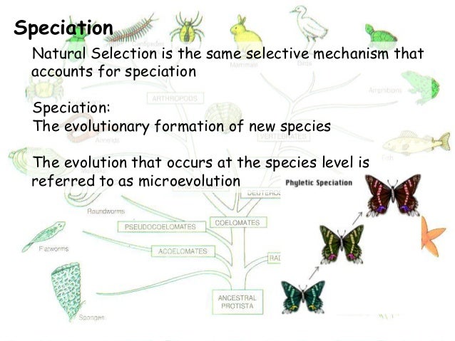 Is Natural Selection A Mechanism Of Speciation Is Natural Selection A Mechanism Of Speciation