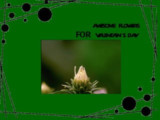 AWESOME  FLOWERS FOR  VALENTAIN`S  DAY  