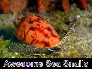 Awesome Sea Snails!