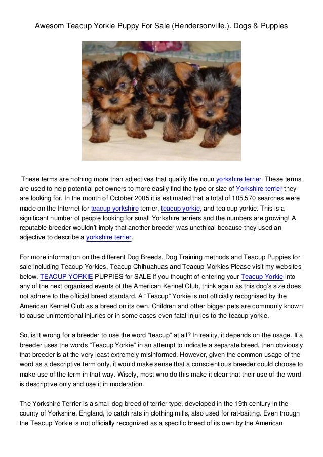 information about yorkie puppies read more about yorkie puppies information information about yorkie puppies read more about yorkie puppies information