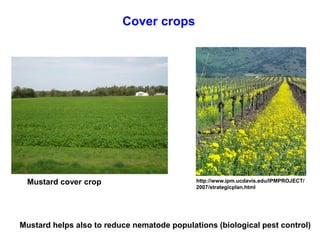 Cover crops
Mustard cover crop http://www.ipm.ucdavis.edu/IPMPROJECT/
2007/strategicplan.html
Mustard helps also to reduce...