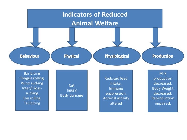 Animal Welfare in mega dairies