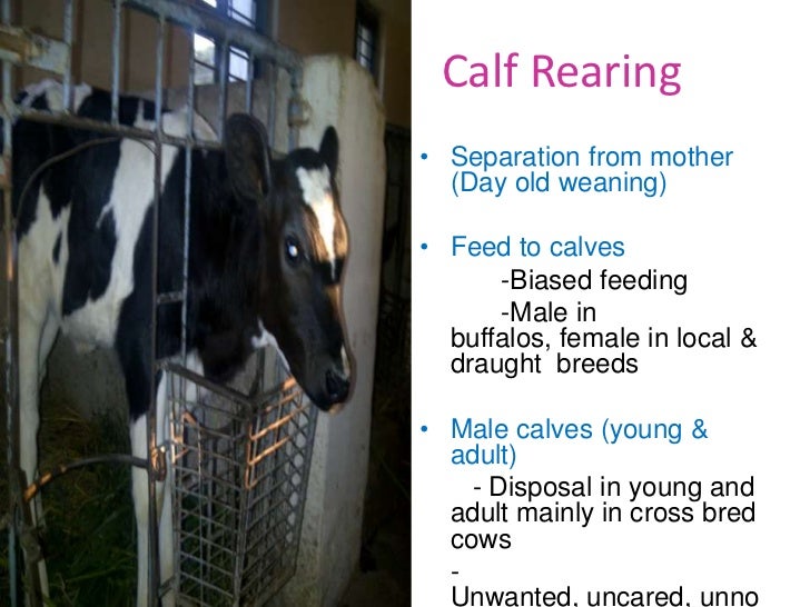 Animal Welfare in mega dairies