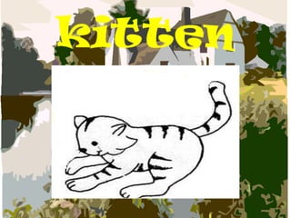 kitten
