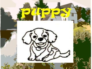 puppy