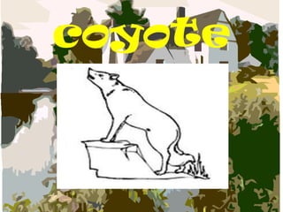 coyote